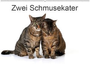 Zwei Schmusekater (Wandkalender 2019 DIN A2 quer) von Eppele,  Klaus