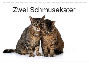 Zwei Schmusekater (Wandkalender 2024 DIN A2 quer), CALVENDO Monatskalender von Eppele,  Klaus