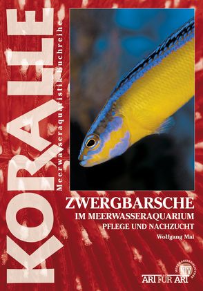 Zwergbarsche im Meerwasseraquarium von Mai,  Wolfgang