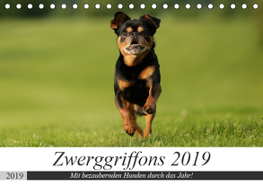 Zwerggriffons 2019 (Tischkalender 2019 DIN A5 quer) von Witt - Schomber,  Angelika