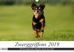 Zwerggriffons 2019 (Wandkalender 2019 DIN A3 quer) von Witt - Schomber,  Angelika