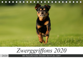 Zwerggriffons 2020 (Tischkalender 2020 DIN A5 quer) von Witt - Schomber,  Angelika