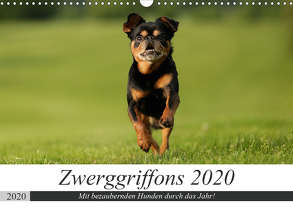 Zwerggriffons 2020 (Wandkalender 2020 DIN A3 quer) von Witt - Schomber,  Angelika