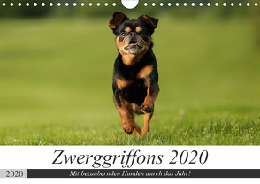 Zwerggriffons 2020 (Wandkalender 2020 DIN A4 quer) von Witt - Schomber,  Angelika