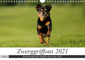 Zwerggriffons 2021 (Wandkalender 2021 DIN A4 quer) von Witt - Schomber,  Angelika