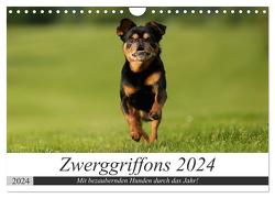 Zwerggriffons 2024 (Wandkalender 2024 DIN A4 quer), CALVENDO Monatskalender von Witt - Schomber,  Angelika