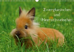 Zwergkaninchen und Meerschweinchen (Posterbuch DIN A4 quer) von Kattobello,  k.A.