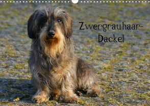 Zwergrauhaar-Dackel (Posterbuch DIN A4 quer) von Kattobello,  k.A.