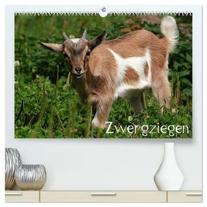 Zwergziegen (hochwertiger Premium Wandkalender 2024 DIN A2 quer), Kunstdruck in Hochglanz von Klatt,  Arno